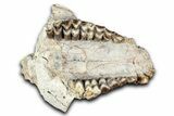 Partial Oreodont (Merycoidodon) Upper Skull - South Dakota #355520-6